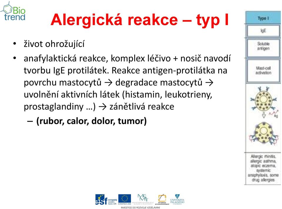 Reakce antigen-protilátka na povrchu mastocytů degradace mastocytů