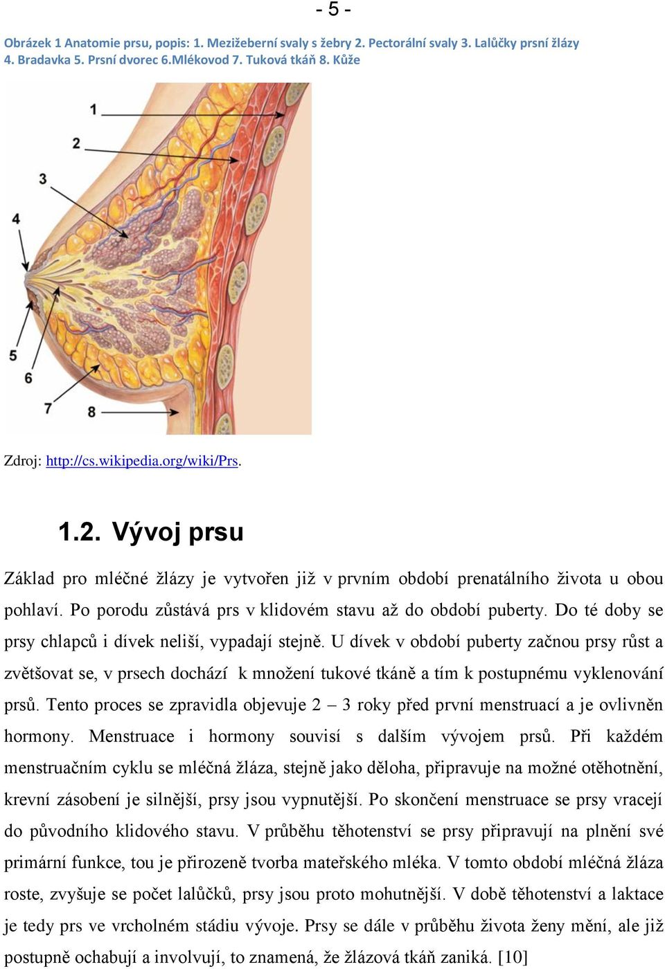 Do té doby se prsy chlapců i dívek neliší, vypadají stejně. U dívek v období puberty začnou prsy růst a zvětšovat se, v prsech dochází k množení tukové tkáně a tím k postupnému vyklenování prsů.