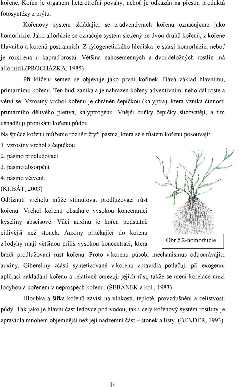 Většina nahosemenných a dvouděložných rostlin má allorhizii.(procházka, 1985) Při klíčení semen se objevuje jako první kořínek. Dává základ hlavnímu, primárnímu kořenu.