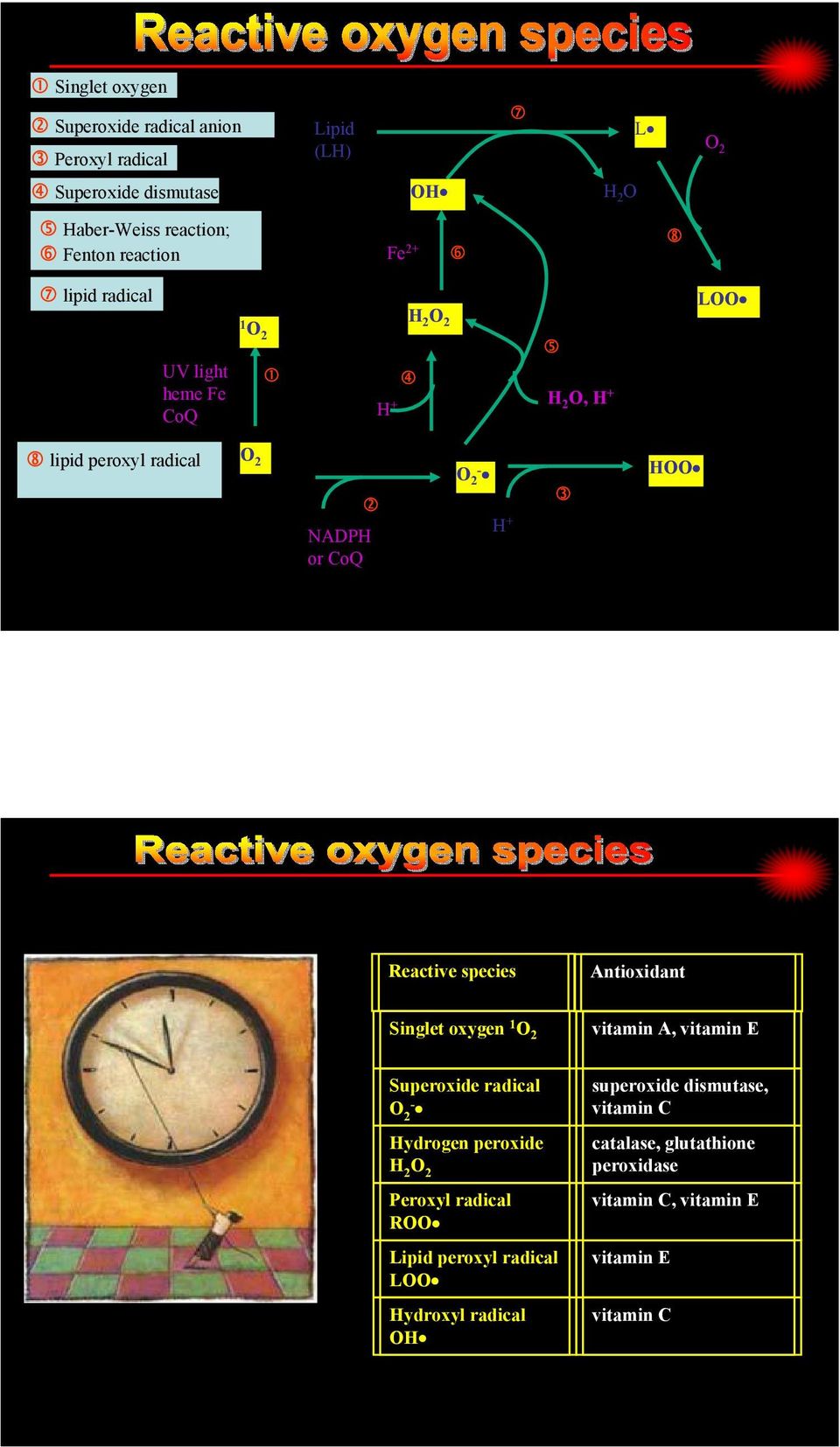 species Antioxidant Singlet oxygen 1 O 2 vitamin A, vitamin E Superoxide radical O 2 - ydrogen peroxide 2 O 2 Peroxyl radical ROO