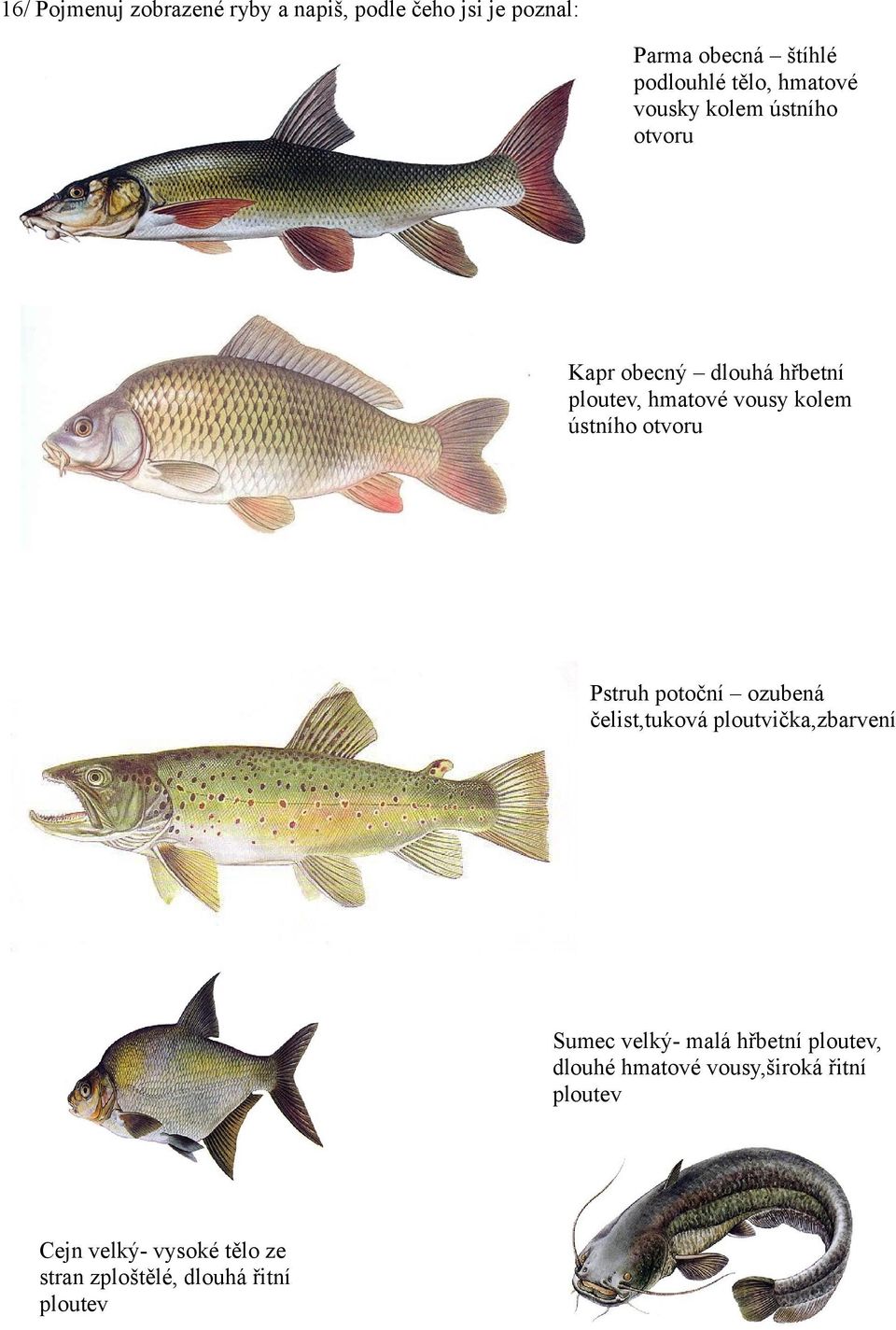 otvoru Pstruh potoční ozubená čelist,tuková ploutvička,zbarvení Sumec velký- malá hřbetní ploutev,