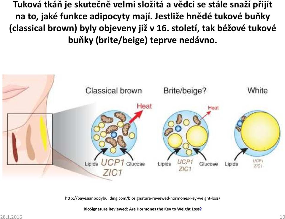 století, tak béžové tukové buňky (brite/beige) teprve nedávno. http://bayesianbodybuilding.