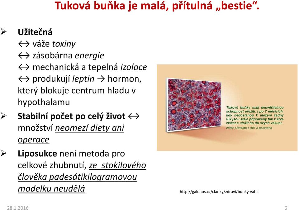 blokuje centrum hladu v hypothalamu Stabilní počet po celý život množství neomezí diety ani