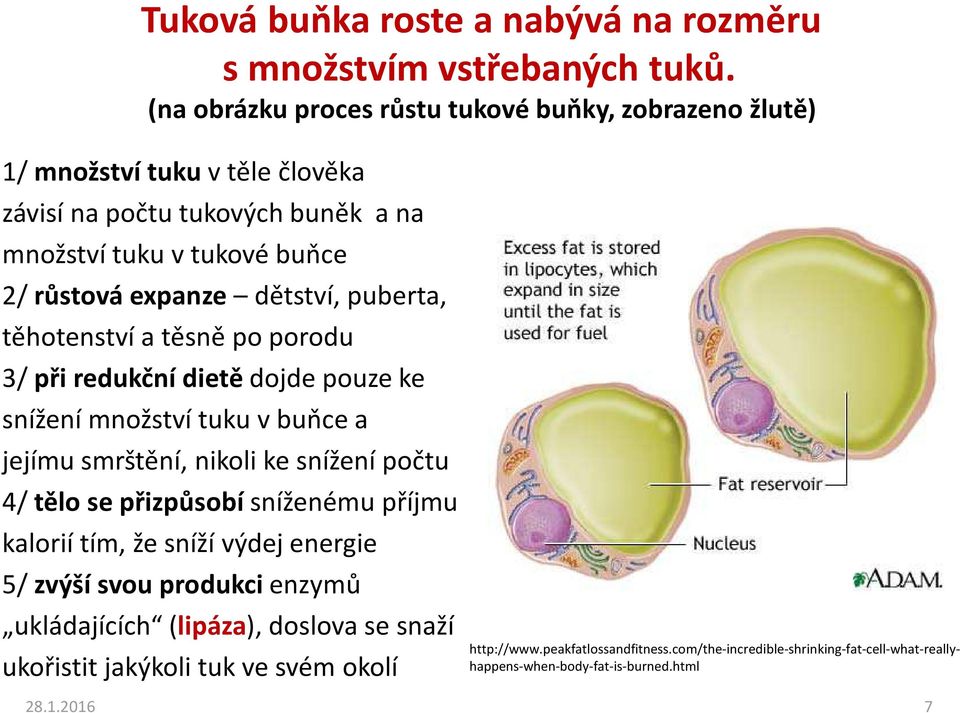 dětství, puberta, těhotenství a těsně po porodu 3/ při redukční dietě dojde pouze ke snížení množství tuku v buňce a jejímu smrštění, nikoli ke snížení počtu 4/ tělo se