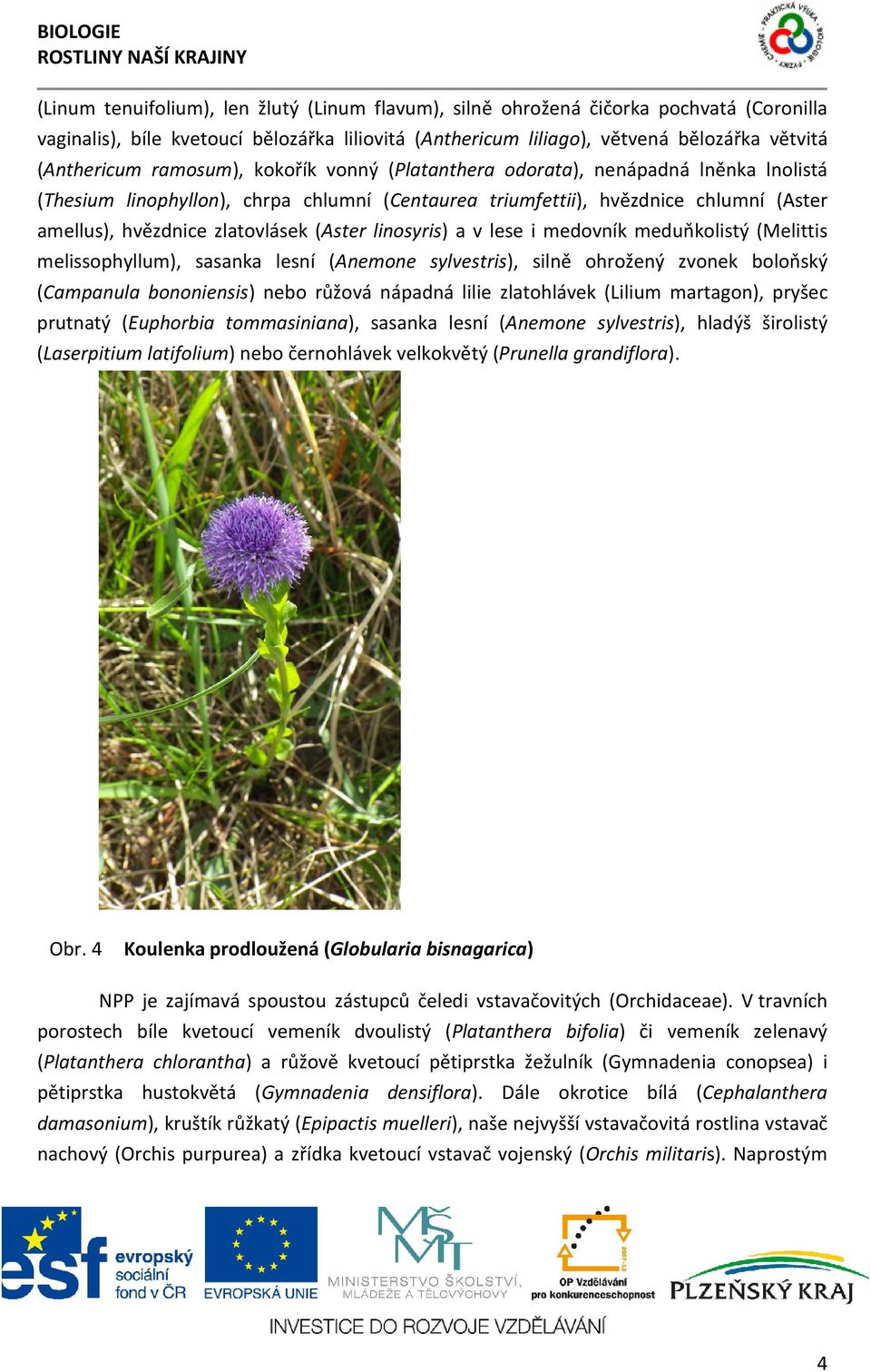 hvězdnice zlatovlásek (Aster linosyris) a v lese i medovník meduňkolistý (Melittis melissophyllum), sasanka lesní (Anemone sylvestris), silně ohrožený zvonek boloňský (Campanula bononiensis) nebo