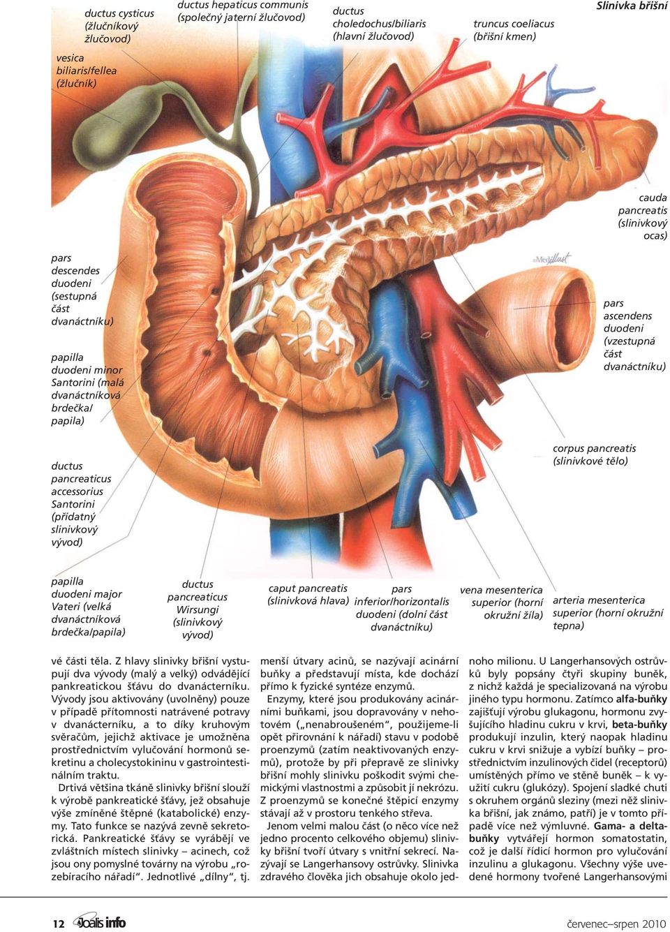 duodeni (vzestupná část dvanáctníku) ductus pancreaticus accessorius Santorini (přídatný slinivkový vývod) corpus pancreatis (slinivkové tělo) papilla duodeni major Vateri (velká dvanáctníková