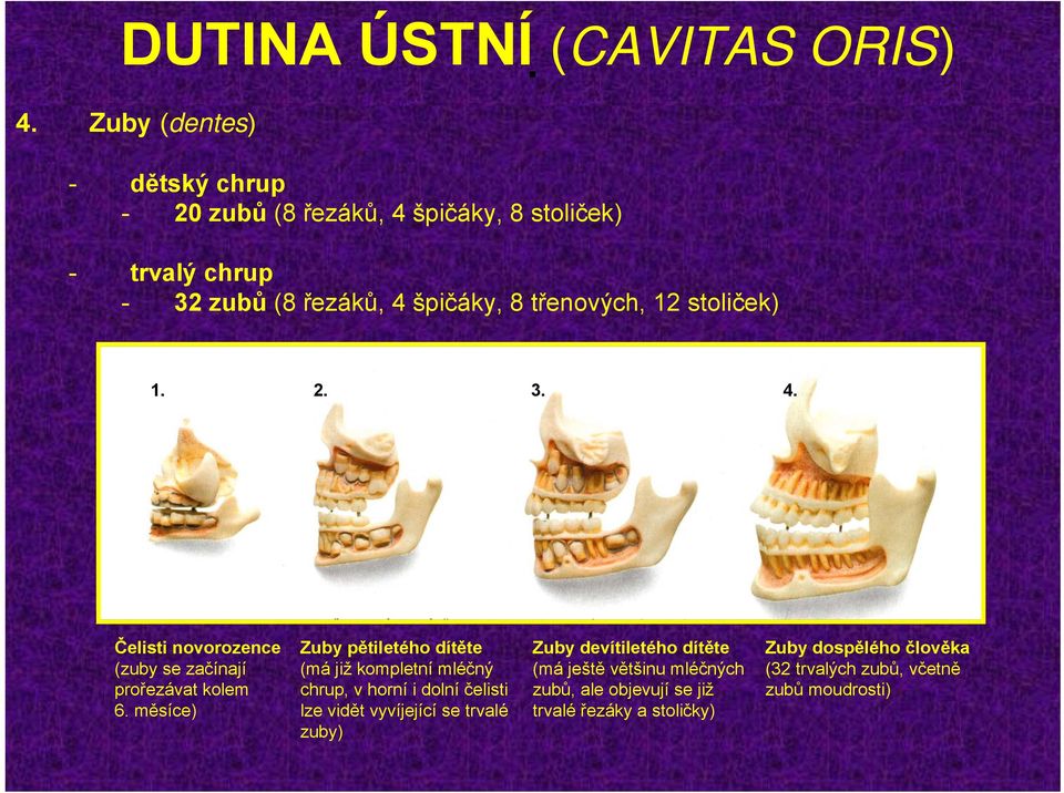 dítěte (má již kompletní mléčný chrup, v horní i dolní čelisti lze vidět vyvíjející se trvalé zuby) Zuby devítiletého dítěte (má