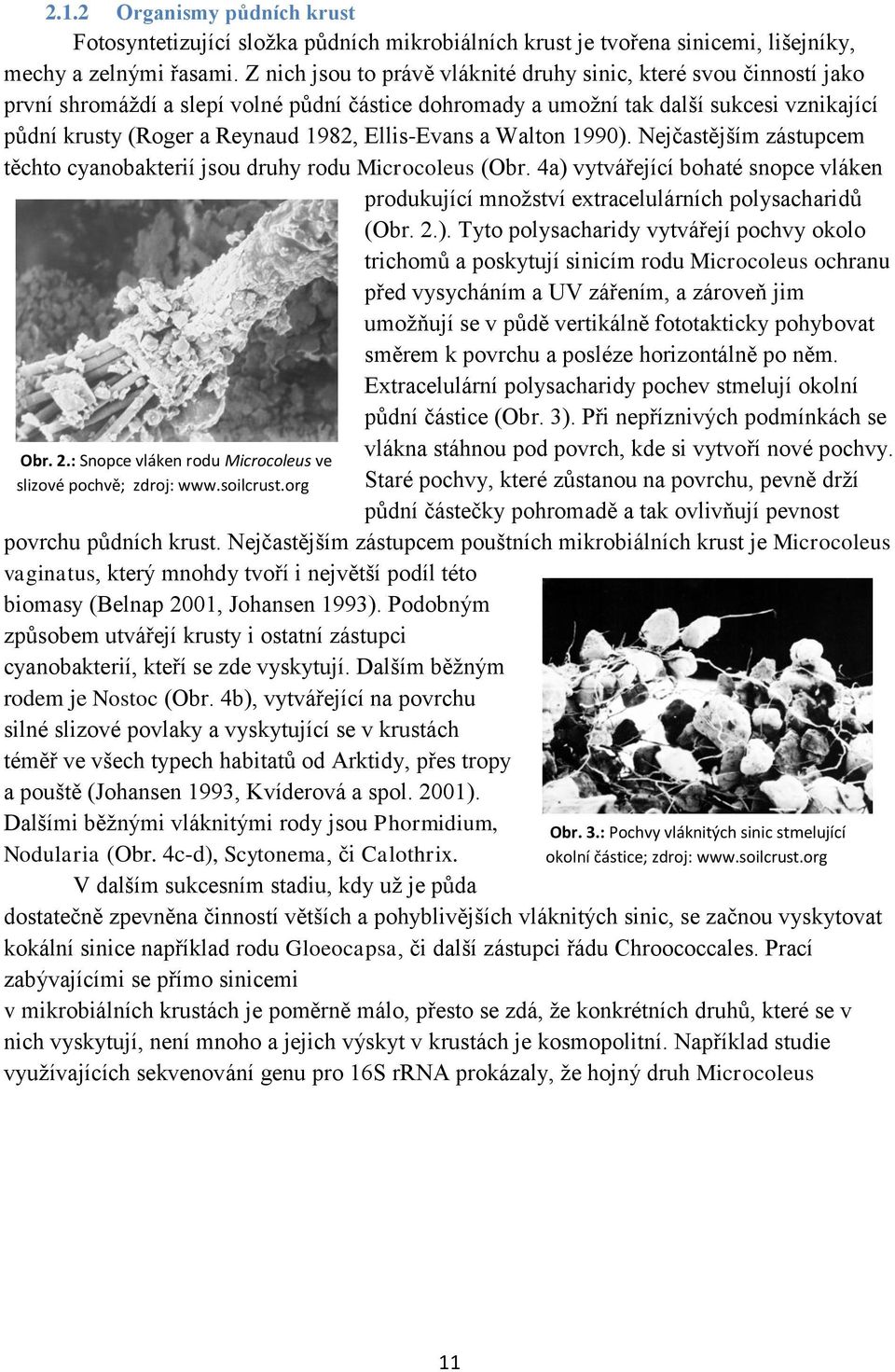Ellis-Evans a Walton 1990). Nejčastějším zástupcem těchto cyanobakterií jsou druhy rodu Microcoleus (Obr. 4a) vytvářející bohaté snopce vláken produkující mnoţství extracelulárních polysacharidů (Obr.