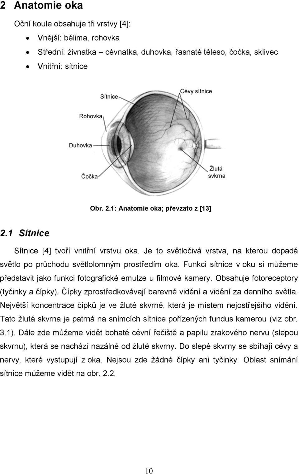 Funkci sítnice v oku si můţeme představit jako funkci fotografické emulze u filmové kamery. Obsahuje fotoreceptory (tyčinky a čípky). Čípky zprostředkovávají barevné vidění a vidění za denního světla.