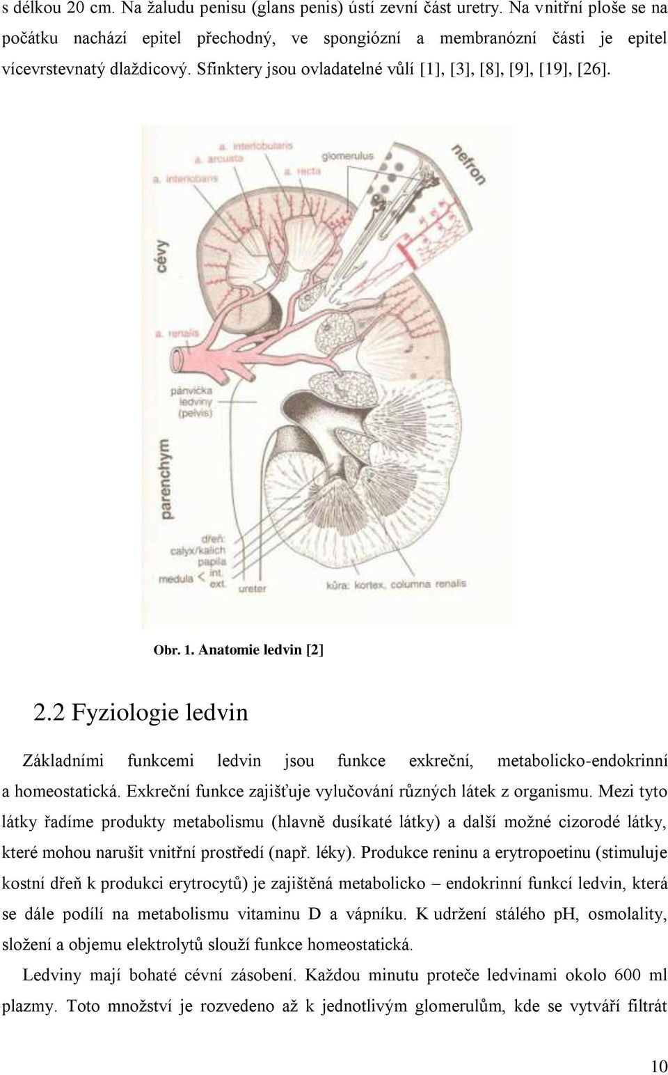 2 Fyziologie ledvin Základními funkcemi ledvin jsou funkce exkreční, metabolicko-endokrinní a homeostatická. Exkreční funkce zajišťuje vylučování různých látek z organismu.