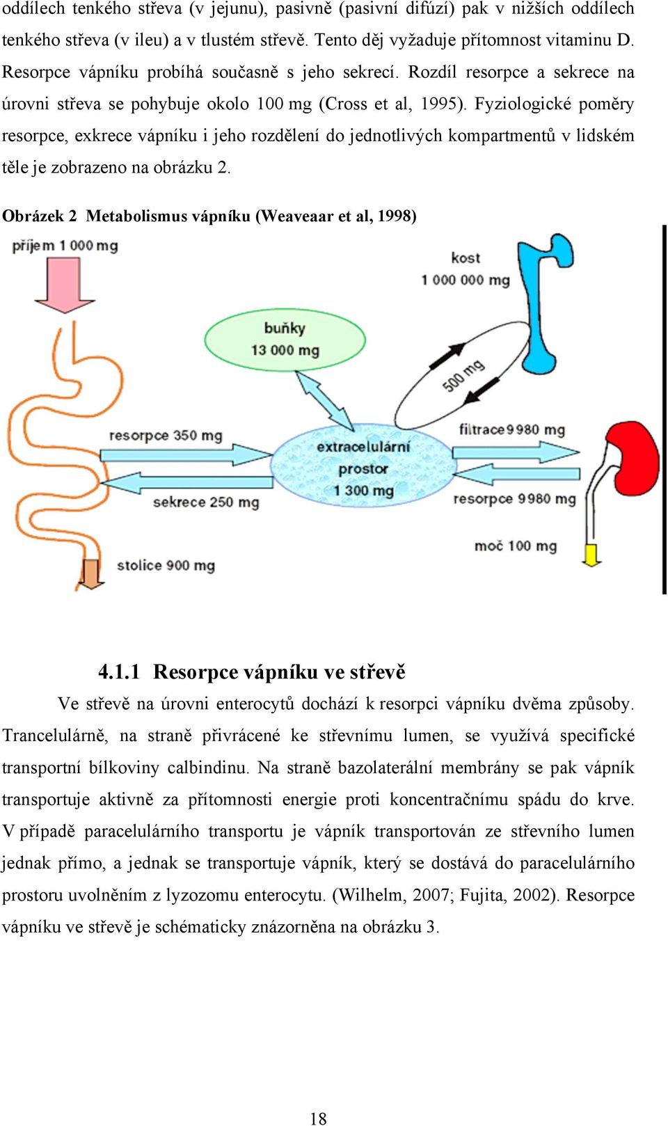 Fyziologické poměry resorpce, exkrece vápníku i jeho rozdělení do jednotlivých kompartmentů v lidském těle je zobrazeno na obrázku 2. Obrázek 2 Metabolismus vápníku (Weaveaar et al, 19
