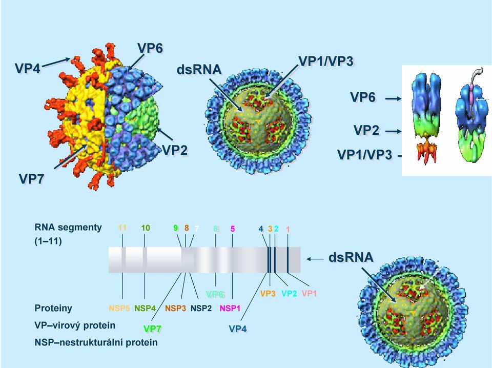 VP3 3 VP4 VP4 44 NSP1 5 VP6 VP6 66 NSP2 7 NSP3 8 VP7 VP7 99 NSP4