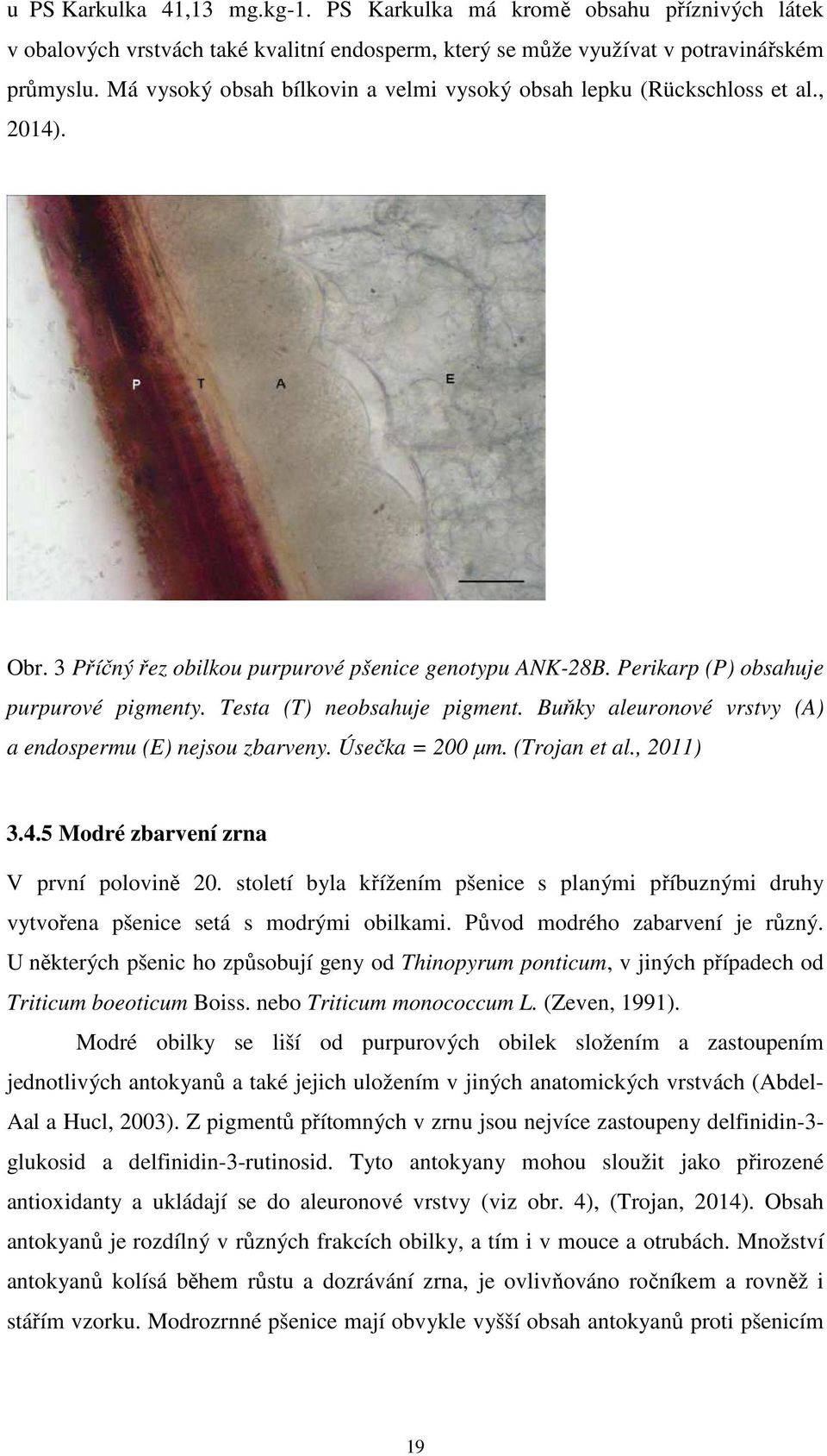 Testa (T) neobsahuje pigment. Buňky aleuronové vrstvy (A) a endospermu (E) nejsou zbarveny. Úsečka = 200 µm. (Trojan et al., 2011) 3.4.5 Modré zbarvení zrna V první polovině 20.
