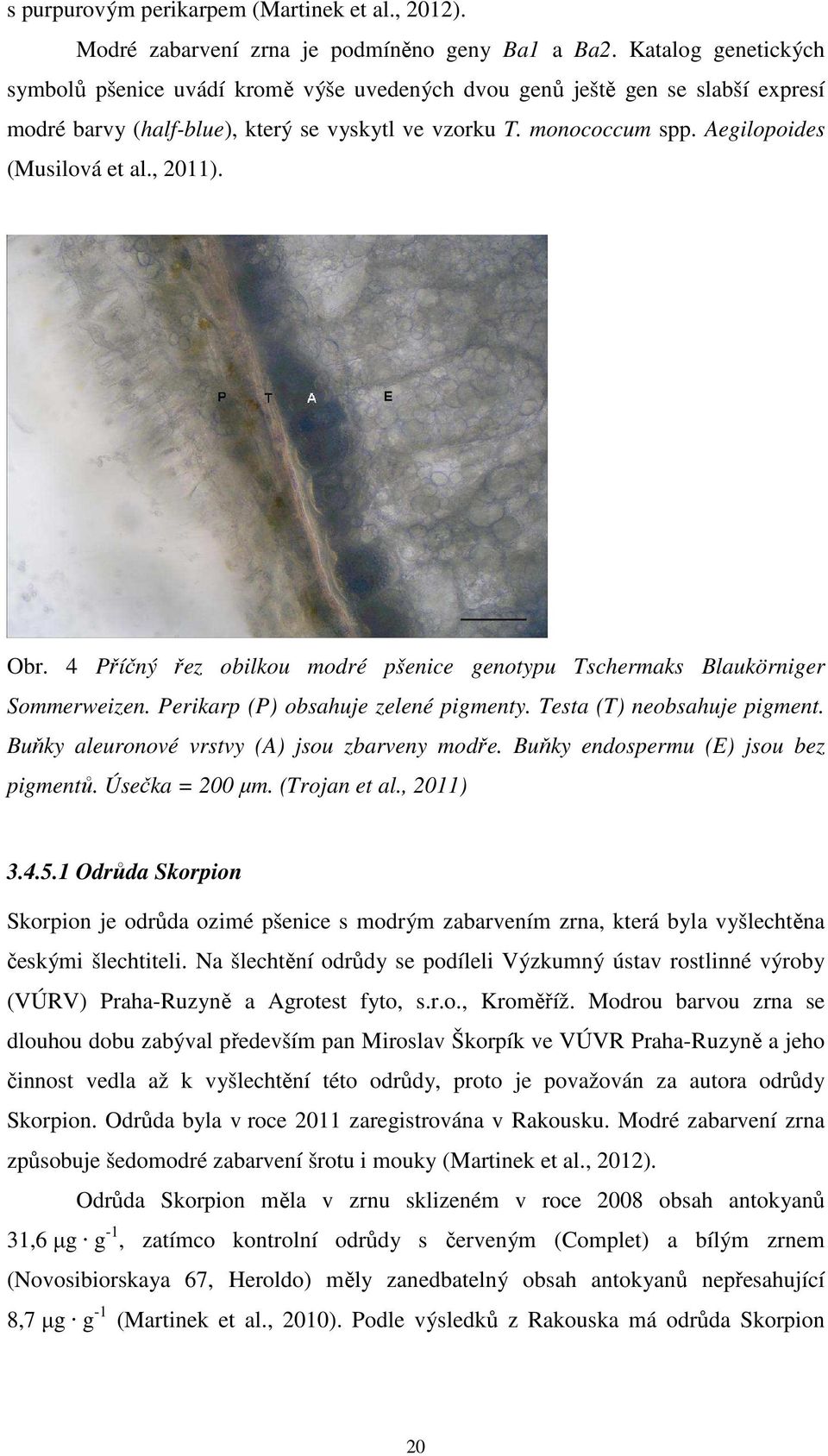 Aegilopoides (Musilová et al., 2011). Obr. 4 Příčný řez obilkou modré pšenice genotypu Tschermaks Blaukörniger Sommerweizen. Perikarp (P) obsahuje zelené pigmenty. Testa (T) neobsahuje pigment.