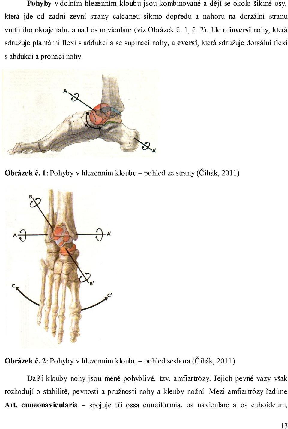Obrázek č. 1: Pohyby v hlezenním kloubu pohled ze strany (Čihák, 2011) Obrázek č. 2: Pohyby v hlezenním kloubu pohled seshora (Čihák, 2011) Další klouby nohy jsou méně pohyblivé, tzv.