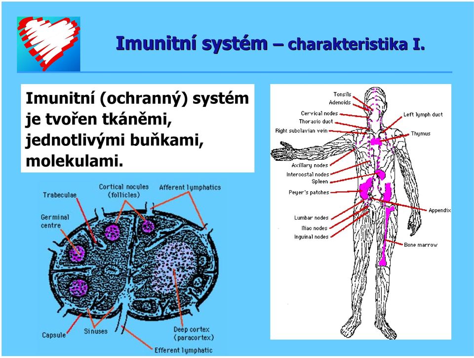 Imunitní (ochranný) systém