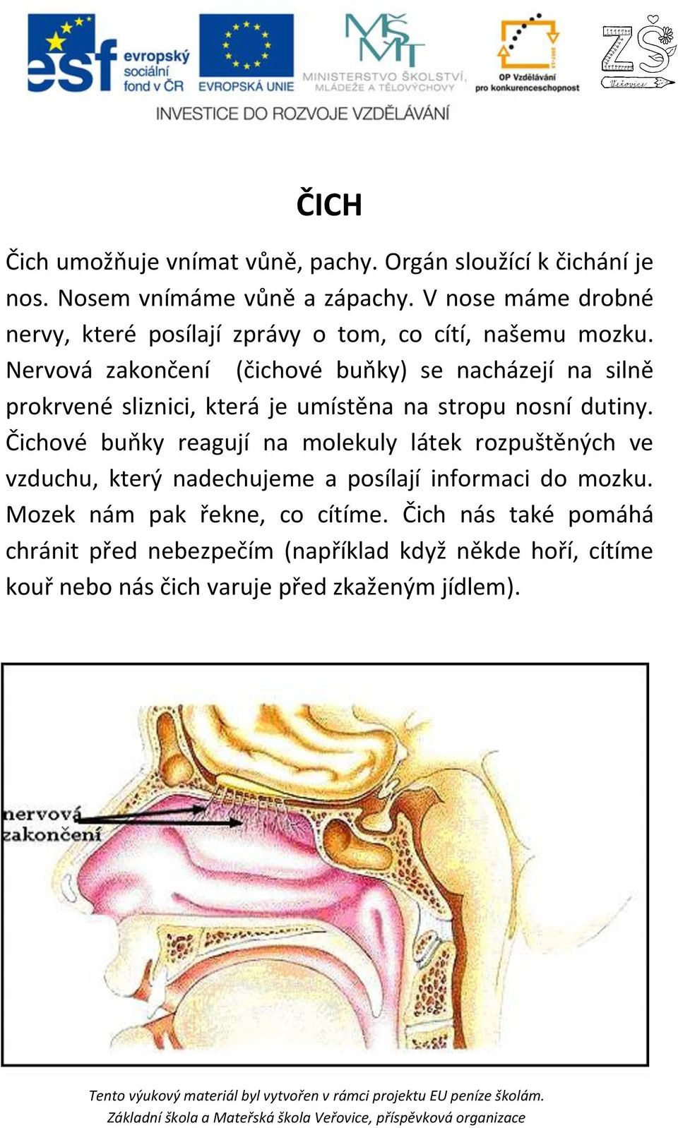 Nervová zakončení (čichové buňky) se nacházejí na silně prokrvené sliznici, která je umístěna na stropu nosní dutiny.