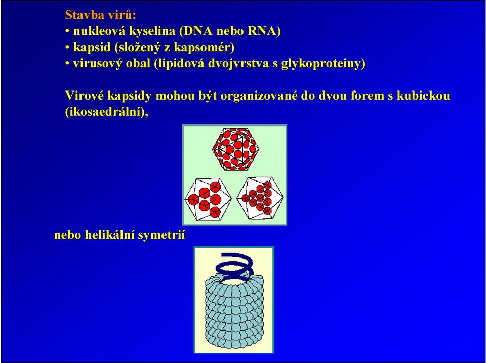 s glykoproteiny) Virové kapsidy mohou být organizované do