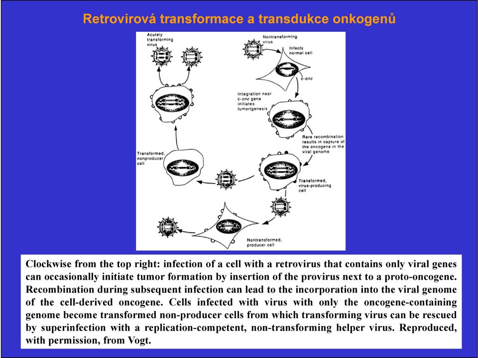 Recombination during subsequent infection can lead to the incorporation into the viral genome of the cell-derived oncogene.