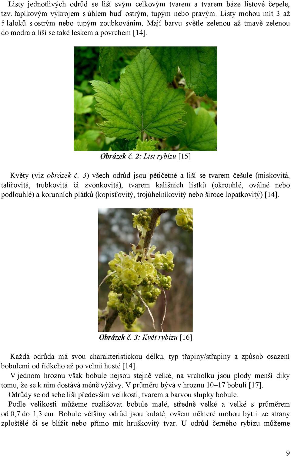 2: List rybízu [15] Květy (viz obrázek č.
