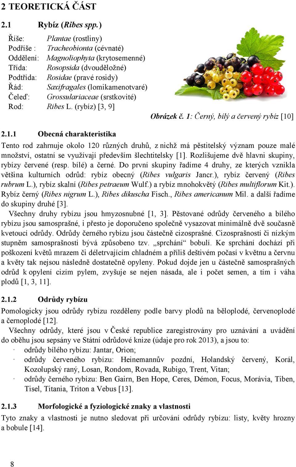 Čeleď: Grossulariaceae (srstkovité) Rod: Ribes L. (rybíz)[3, 9] Obrázek č. 1: