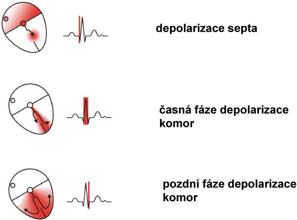 depolarizace komor