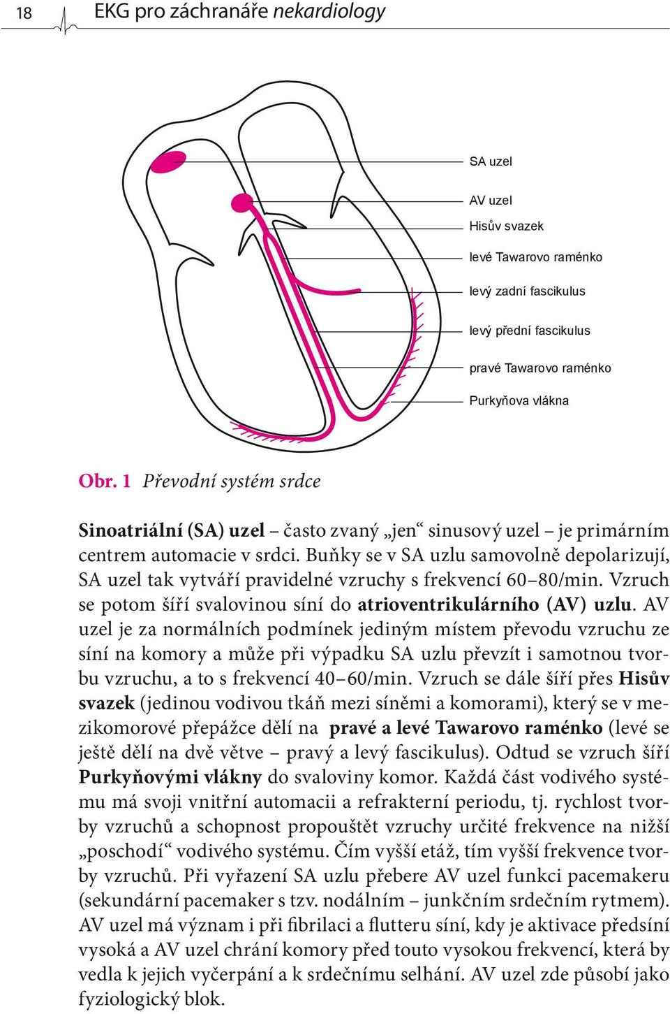 Buňky se v SA uzlu samovolně depolarizují, SA uzel tak vytváří pravidelné vzruchy s frekvencí 60 80/min. Vzruch se potom šíří svalovinou síní do atrioventrikulárního (AV) uzlu.