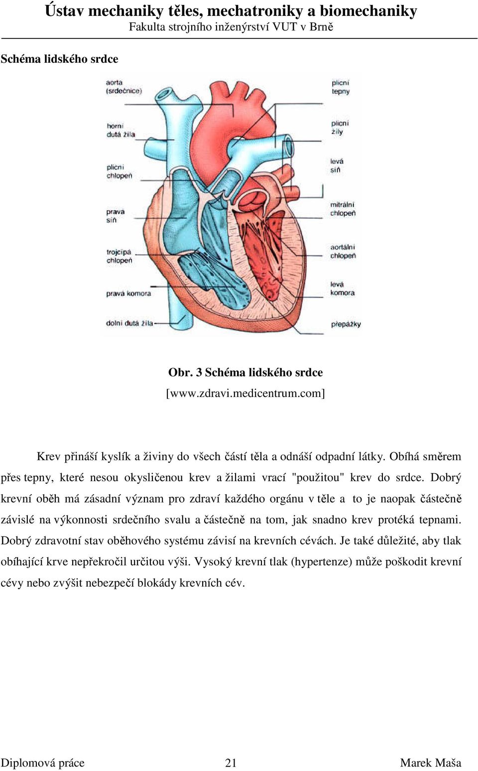 Dobrý krevní oběh má zásadní význam pro zdraví každého orgánu v těle a to je naopak částečně závislé na výkonnosti srdečního svalu a částečně na tom, jak snadno krev