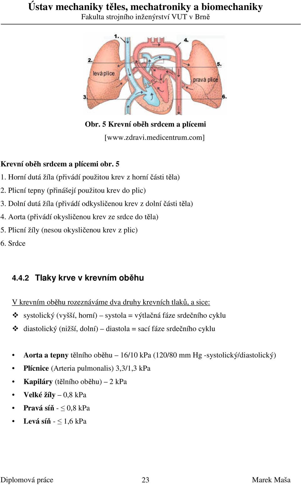 Plicní žíly (nesou okysličenou krev z plic) 6. Srdce 4.