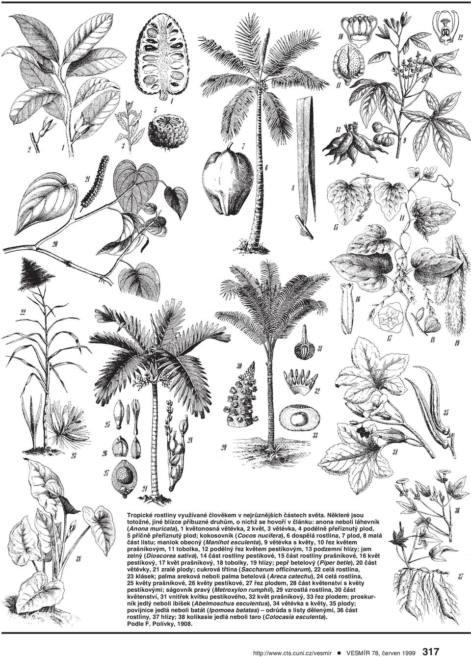 přeříznutý plod; kokosovník (Cocos nucifera), 6 dospělá rostlina, 7 plod, 8 malá část listu; maniok obecný (Manihot esculenta), 9 větévka s květy, 10 řez květem prašníkovým, 11 tobolka, 12 podélný