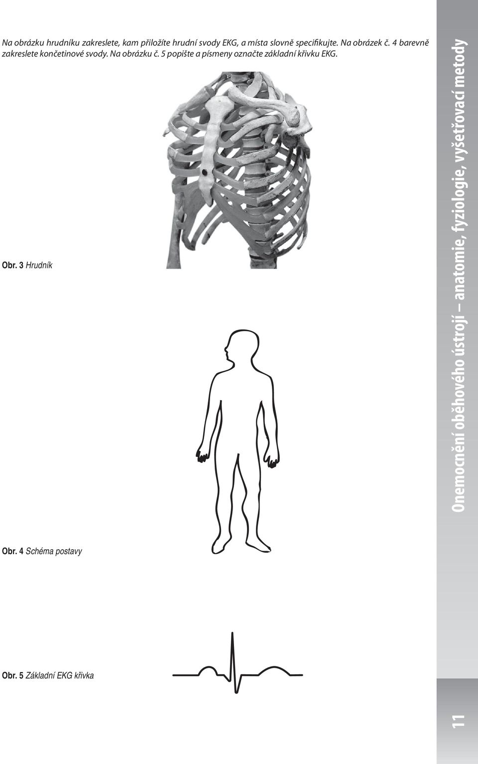 5 popište a písmeny označte základní křivku EKG. Obr. 3 Hrudník Obr.