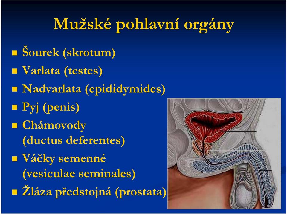 (penis) Chámovody (ductus deferentes) Váčky