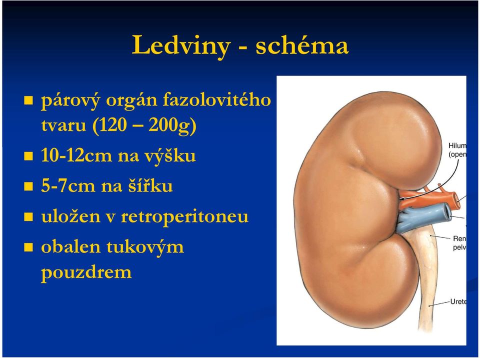 10-12cm na výšku 5-7cm na šířku