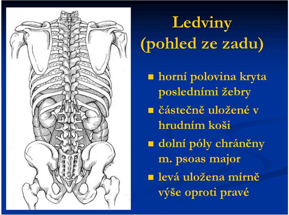 hrudním koši dolní póly chráněny m.