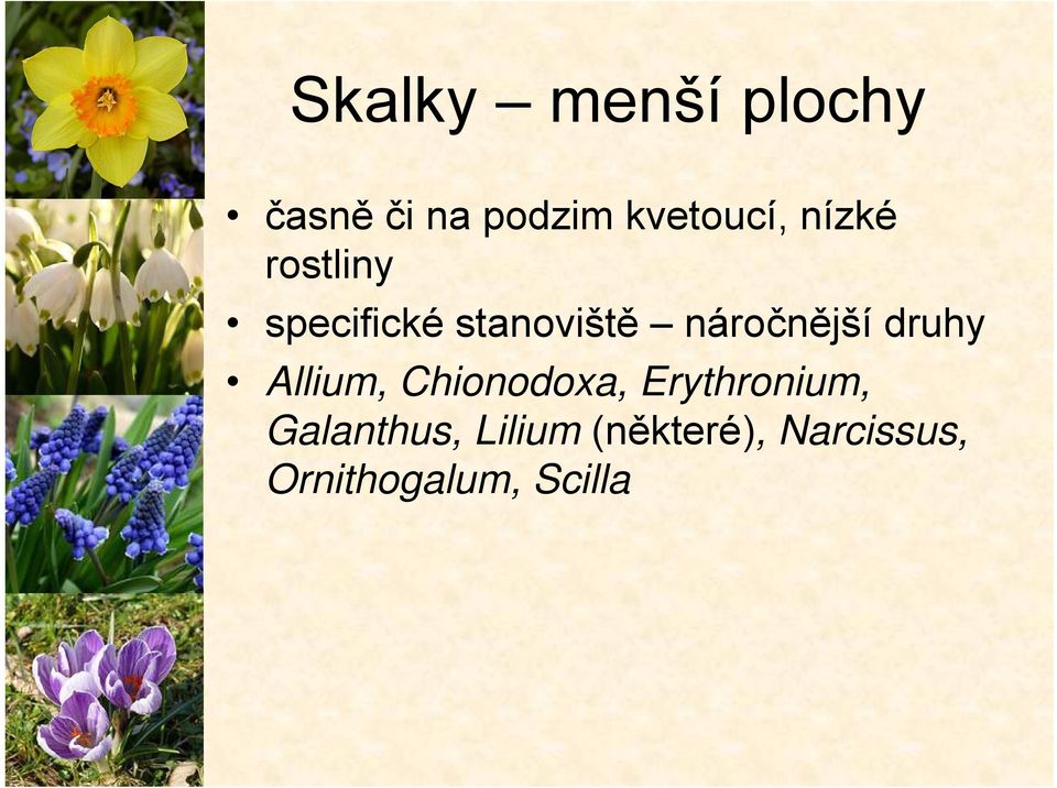 druhy Allium, Chionodoxa, Erythronium,