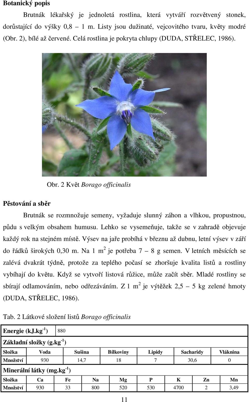 2 Květ Borago officinalis Pěstování a sběr Brutnák se rozmnožuje semeny, vyžaduje slunný záhon a vlhkou, propustnou, půdu s velkým obsahem humusu.