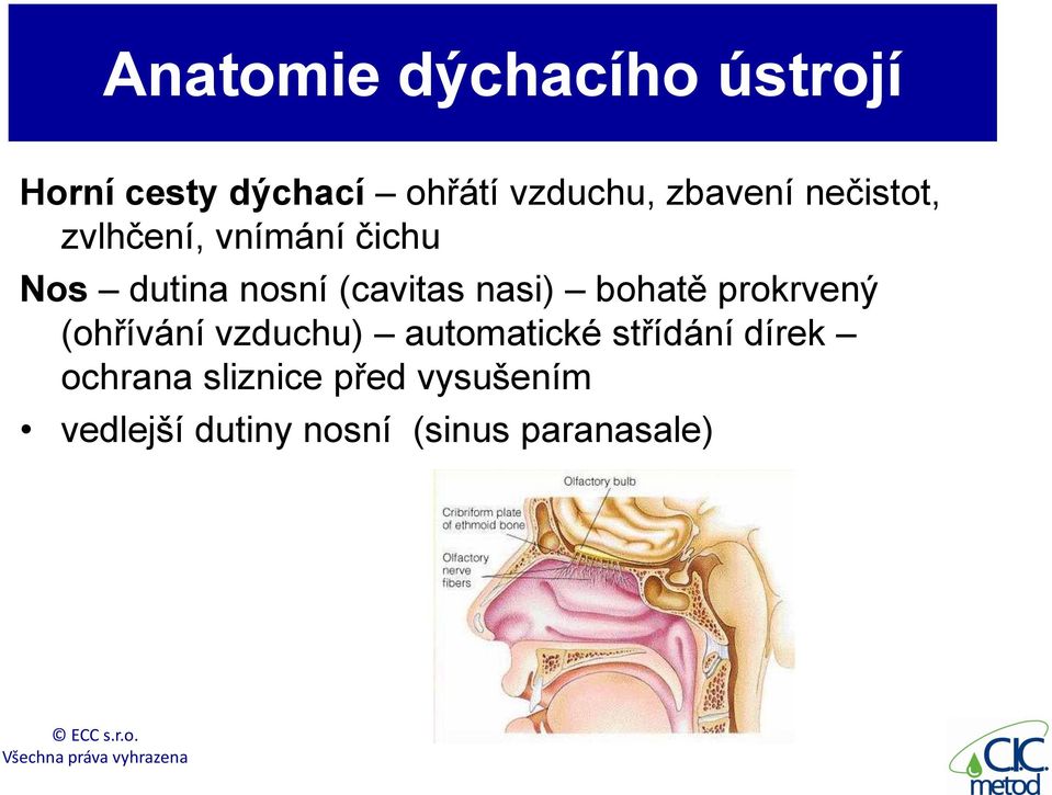 nasi) bohatě prokrvený (ohřívání vzduchu) automatické střídání