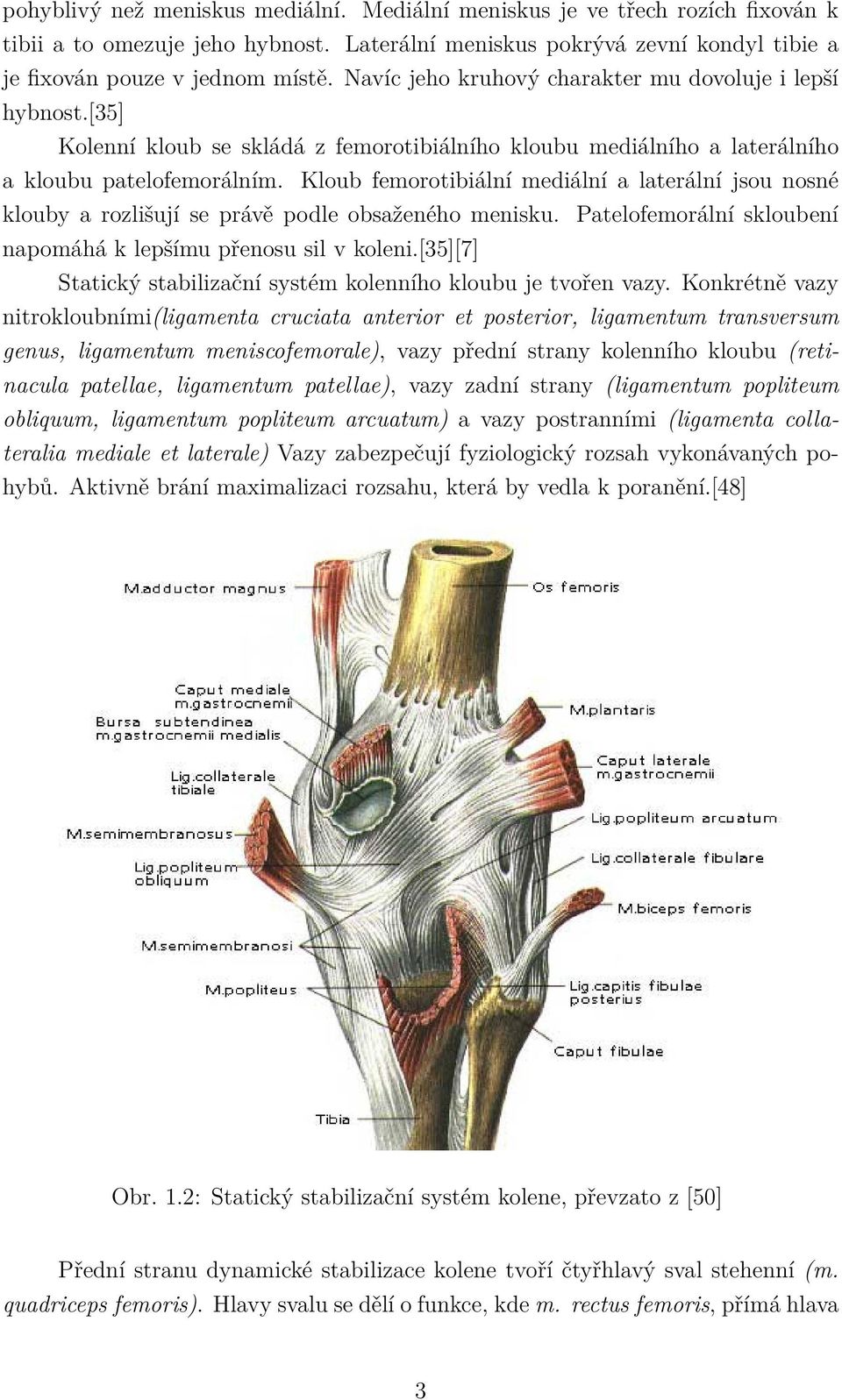 Kloub femorotibiální mediální a laterální jsou nosné klouby a rozlišují se právě podle obsaženého menisku. Patelofemorální skloubení napomáhá k lepšímu přenosu sil v koleni.
