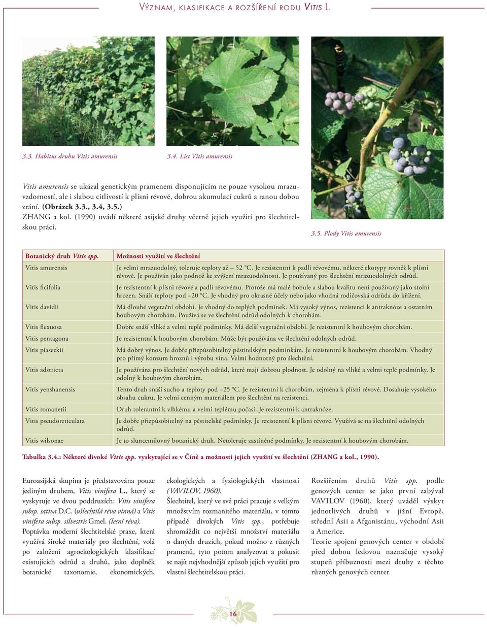 (Obrázek 3.3., 3.4, 3.5.) ZHANG a kol. (1990) uvádí některé asijské druhy včetně jejich využití pro šlechtitelskou práci. 3.5. Plody Vitis amurensis Botanický druh Vitis spp.