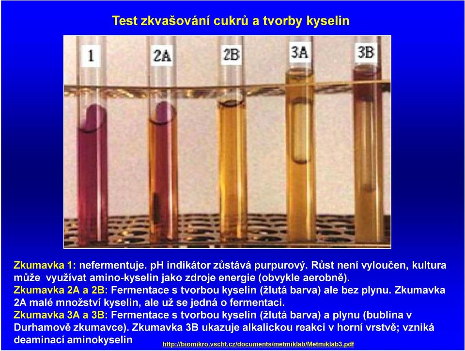 Zkumavka 2A a 2B: Fermentace s tvorbou kyselin (žlutá barva) ale bez plynu. Zkumavka 2A malé množství kyselin, ale už se jedná o fermentaci.
