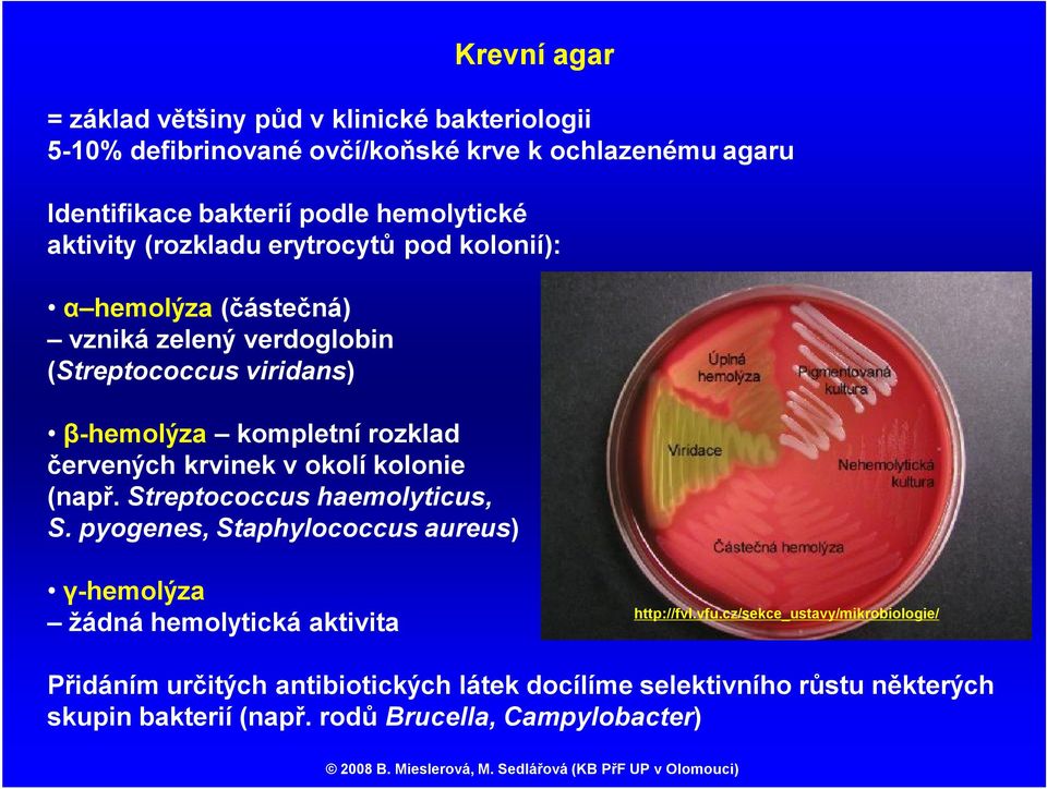 červených krvinek v okolí kolonie (např. Streptococcus haemolyticus, S. pyogenes, Staphylococcus aureus) γ-hemolýza žádná hemolytická aktivita http://fvl.