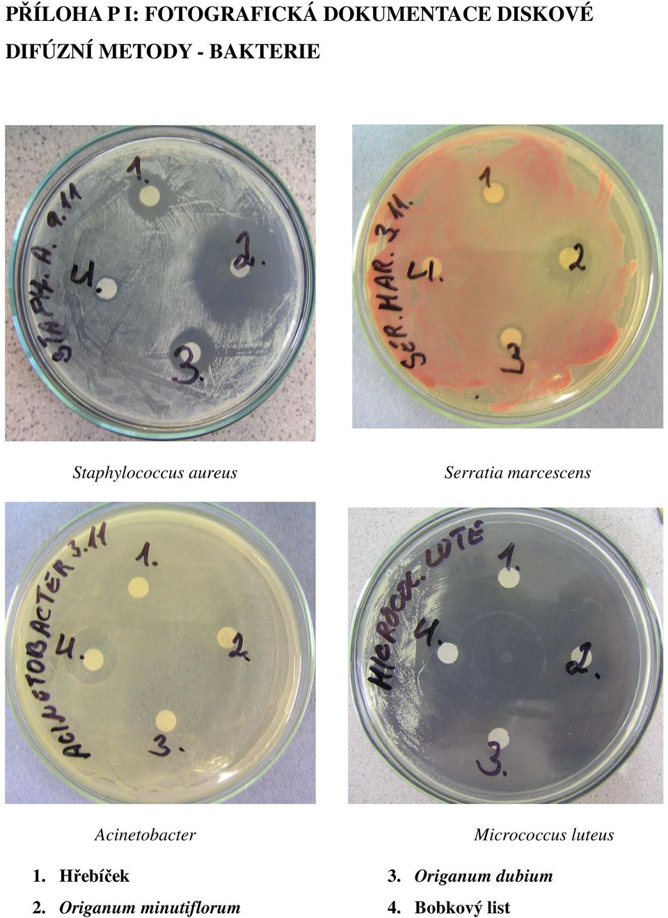 marcescens 1. Hřebíček Acinetobacter 2.