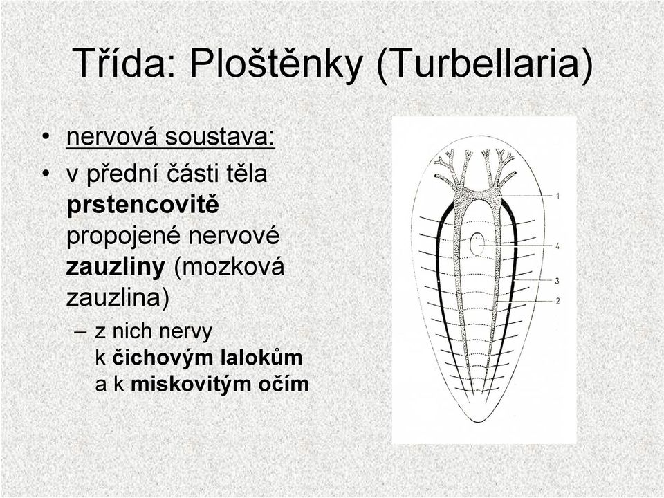 propojené nervové zauzliny (mozková