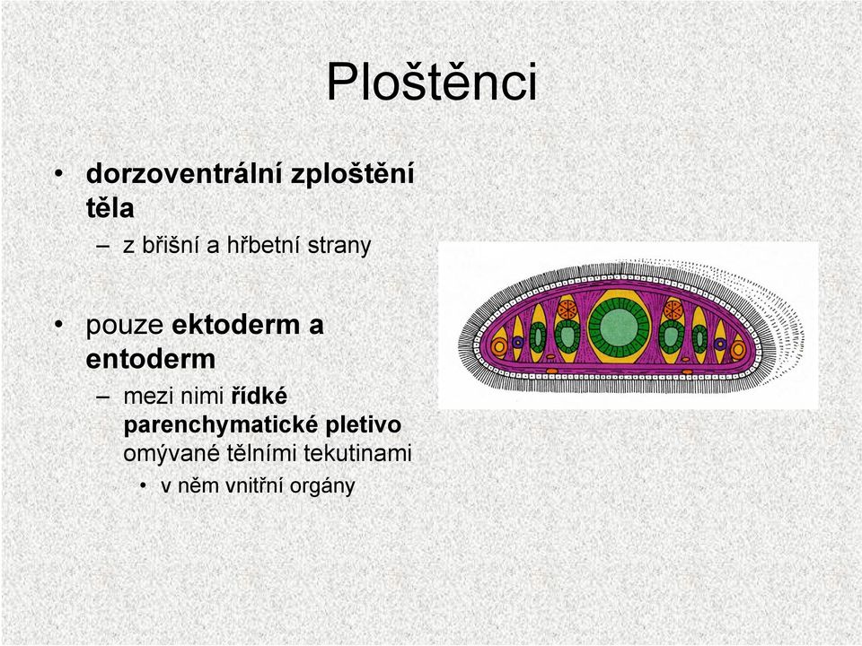 entoderm mezi nimi řídké parenchymatické