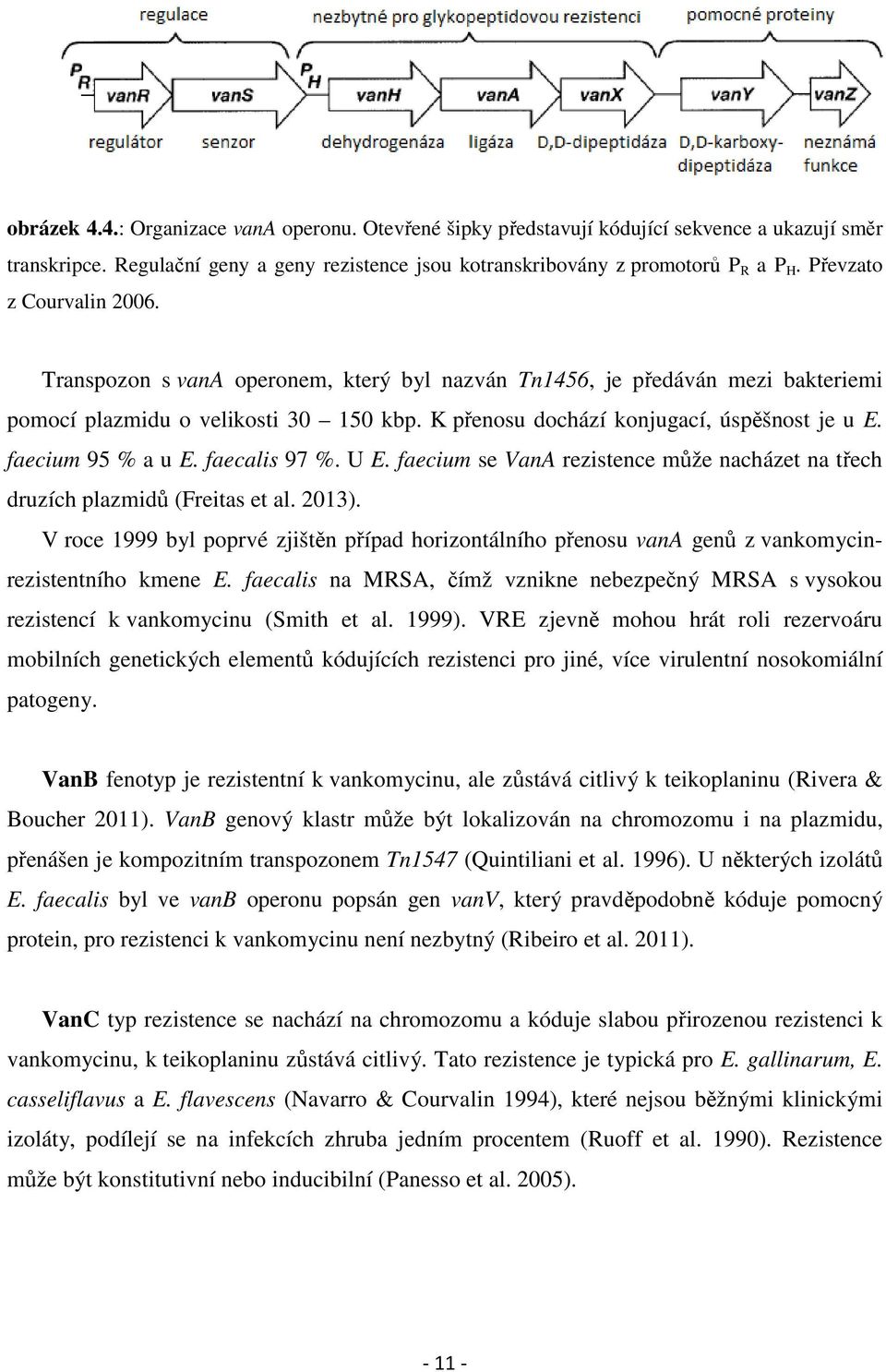 faecium 95 % a u E. faecalis 97 %. U E. faecium se VanA rezistence může nacházet na třech druzích plazmidů (Freitas et al. 2013).