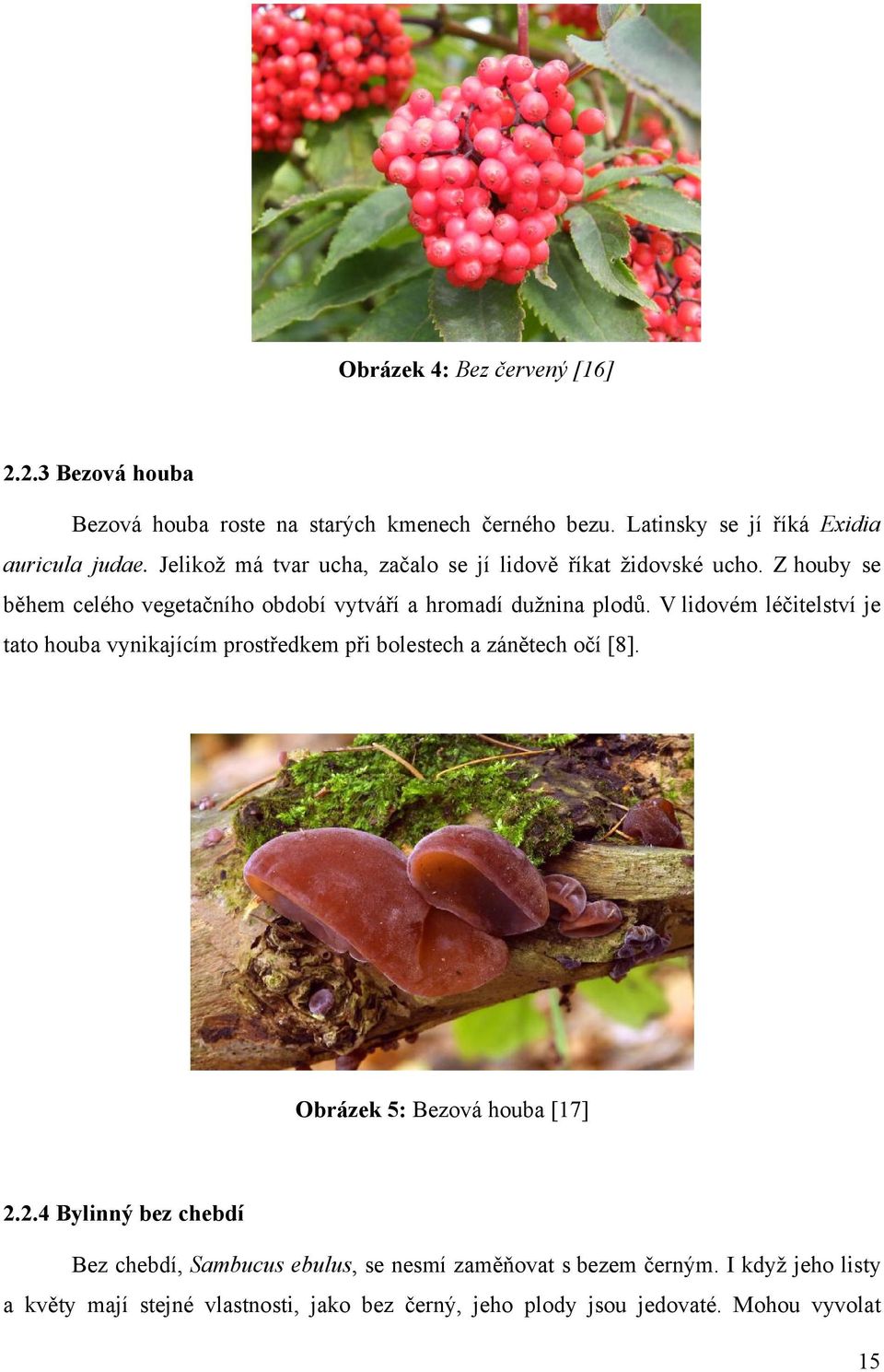 V lidovém léčitelství je tato houba vynikajícím prostředkem při bolestech a zánětech očí [8]. Obrázek 5: Bezová houba [17] 2.