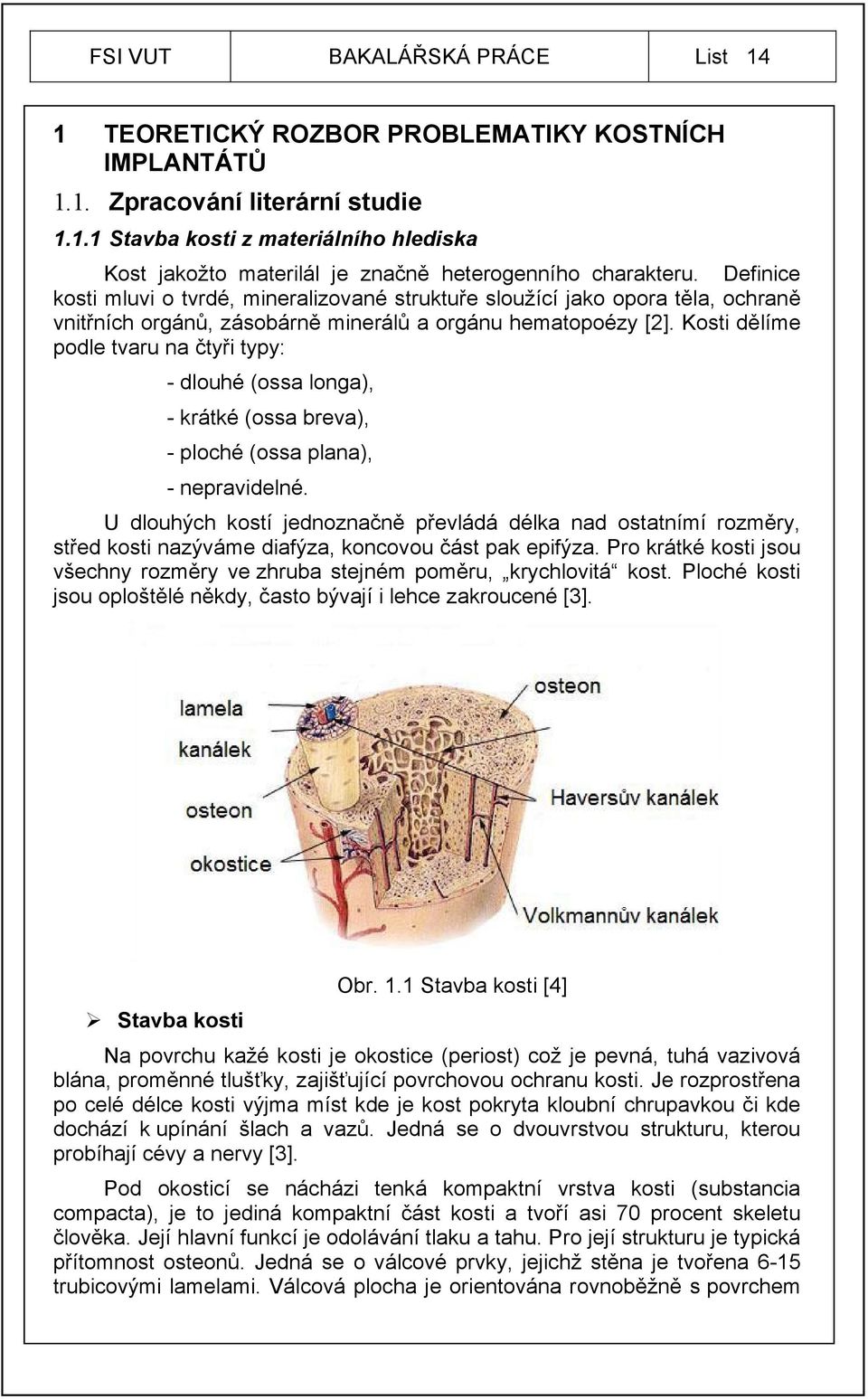 Kosti dělíme podle tvaru na čtyři typy: dlouhé (ossa longa), krátké (ossa breva), ploché (ossa plana), nepravidelné.