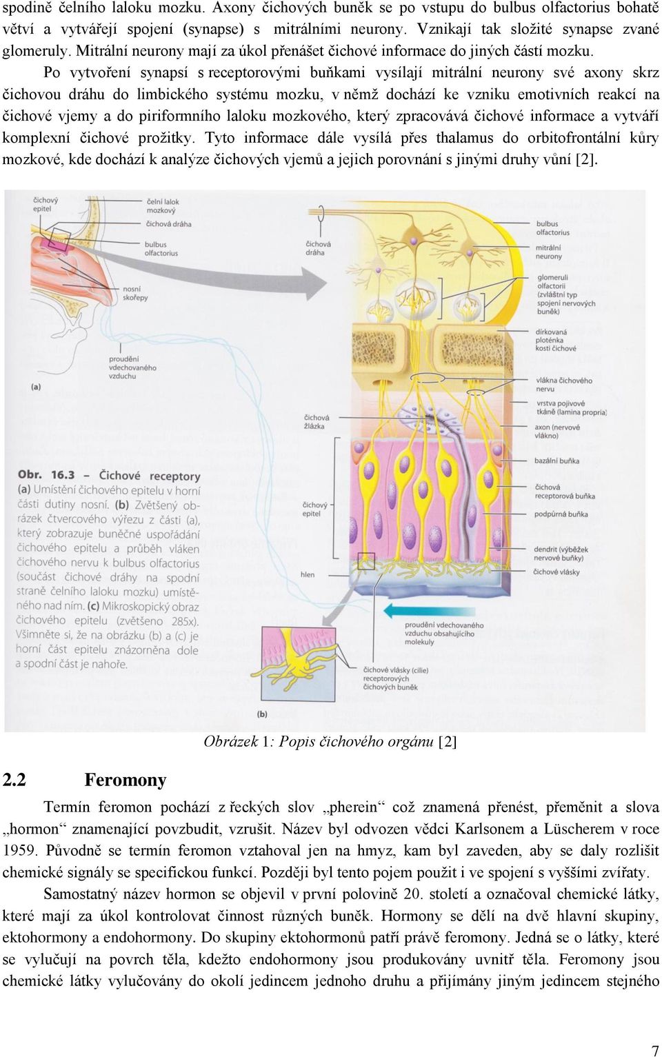 Po vytvoření synapsí s receptorovými buňkami vysílají mitrální neurony své axony skrz čichovou dráhu do limbického systému mozku, v němž dochází ke vzniku emotivních reakcí na čichové vjemy a do