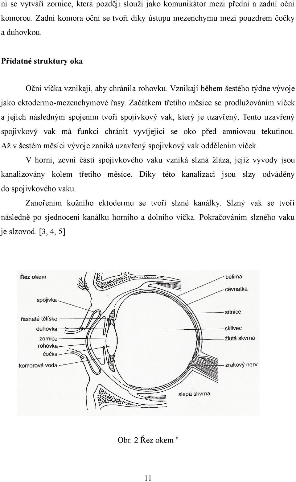 Začátkem třetího měsíce se prodlužováním víček a jejich následným spojením tvoří spojivkový vak, který je uzavřený.