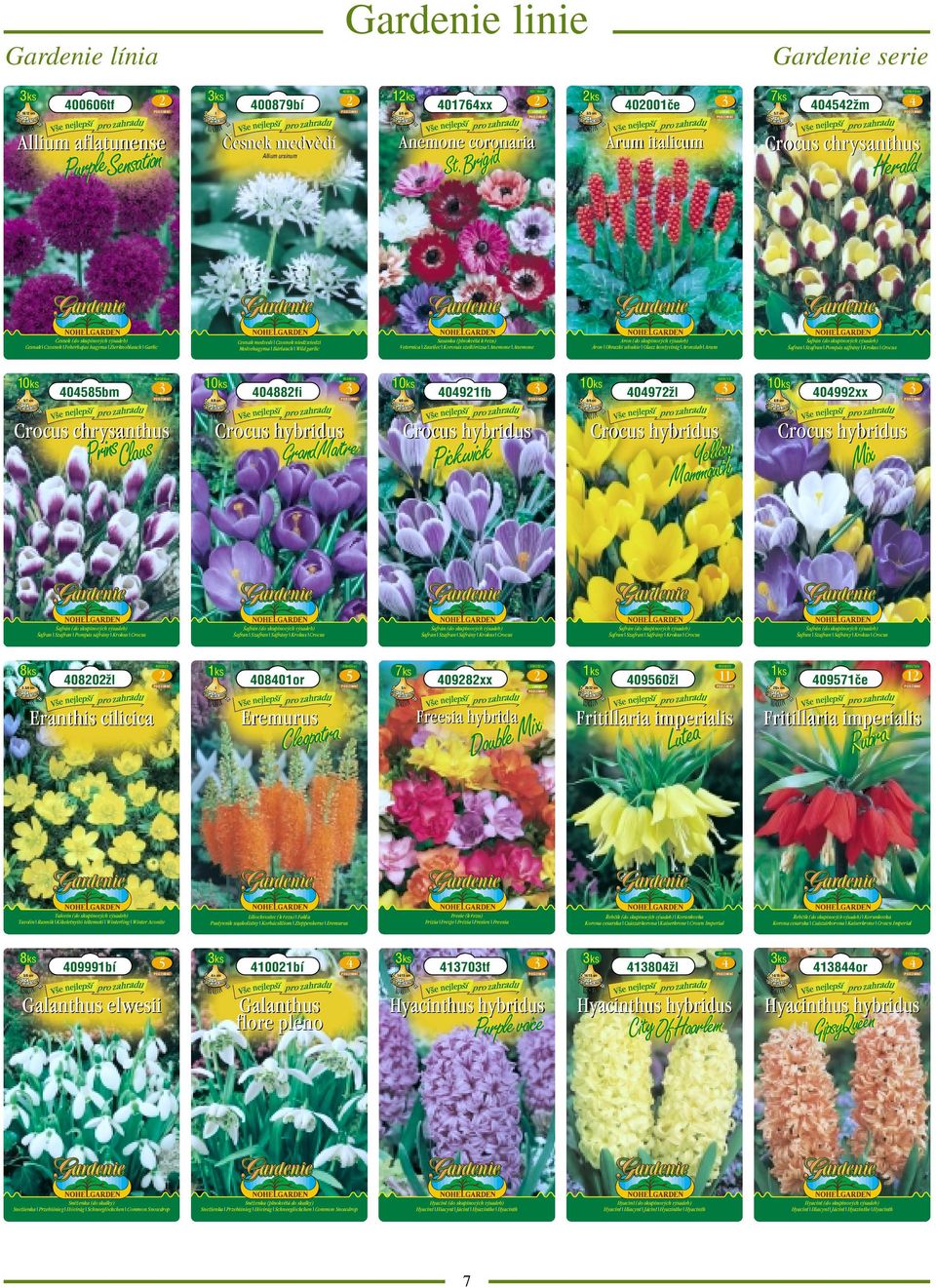 italicum Crocus chrysanthus Sasanka (plnokvětá k řezu) Veternica Zawilec Koronás szellőrózsa nemone nemone ron (do skupinových výsadeb) Áron Obrazki włoskie Olasz kontyvirág ronstab rum Šafran